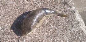 紀の川サイクリングロード