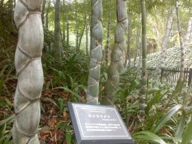 竹林公園　亀甲竹