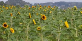 穂谷　ひまわり