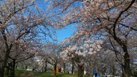 ４月５日毛馬水門