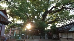 三島神社（みつしまじんじゃ）　　薫蓋樟（くんがいくす）