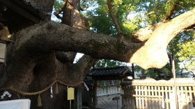 薫蓋樟(くんがいくす）