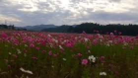 甲賀町　秋桜（コスモス）