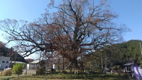 野間の大ケヤキ