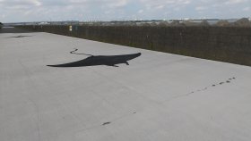 オニイトマキエイ