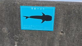 海獣のみち？