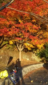 紅葉　青蓮寺ダム