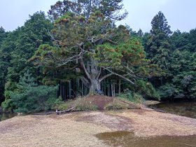 岩尾池のスギ