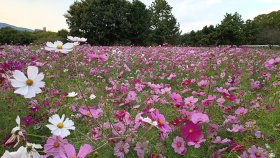 武庫川髭の渡しコスモス園