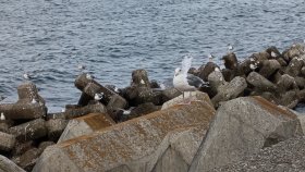 カモメがいっぱいズーム撮影