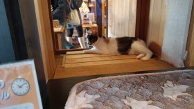 貴志駅長　「よんたま」