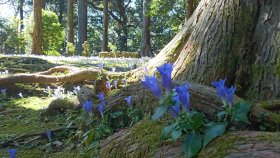 妙法山阿弥陀寺