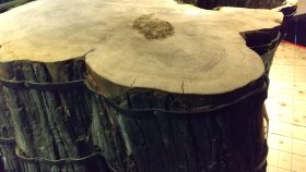 縄文時代の巨木の発掘坑