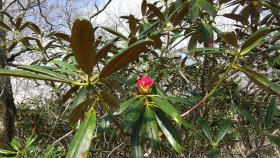 大台ヶ原　ツクシシャクナゲ