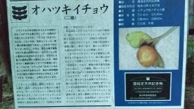 杉森神社 オハツキイチョウ