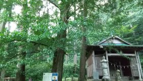 杉森神社 オハツキイチョウ